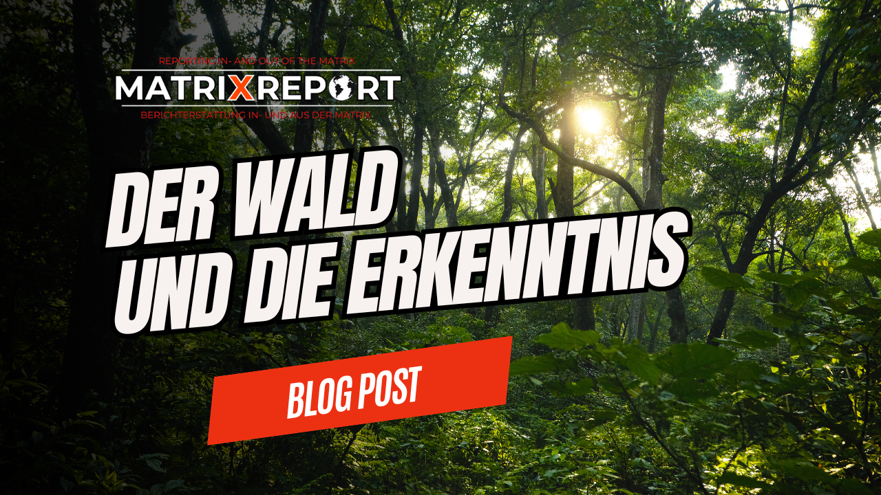 Wie alles miteinander verbunden ist - Der Wald und die Erkenntnis